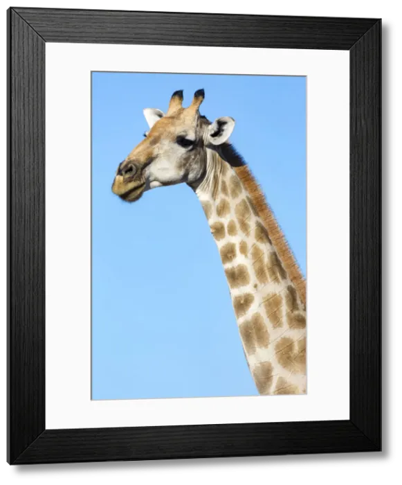 Framed Print : Lonely Giraffe in Etosha, Namibia, Africa Framed Print : Lonely Giraffe in Etosha, Namibia, Africa