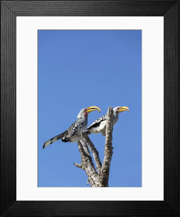Framed Print : Southern Yellow Billed hornbill bird, Etosha, Namibia