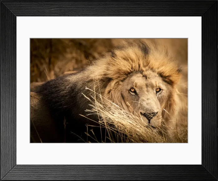 Framed Print : Wild lion in the Savannah, Namibia Framed Print : Wild lion in the Savannah, Namibia