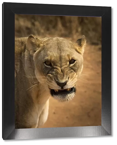 Angry lioness portrait, Namibia, Africa