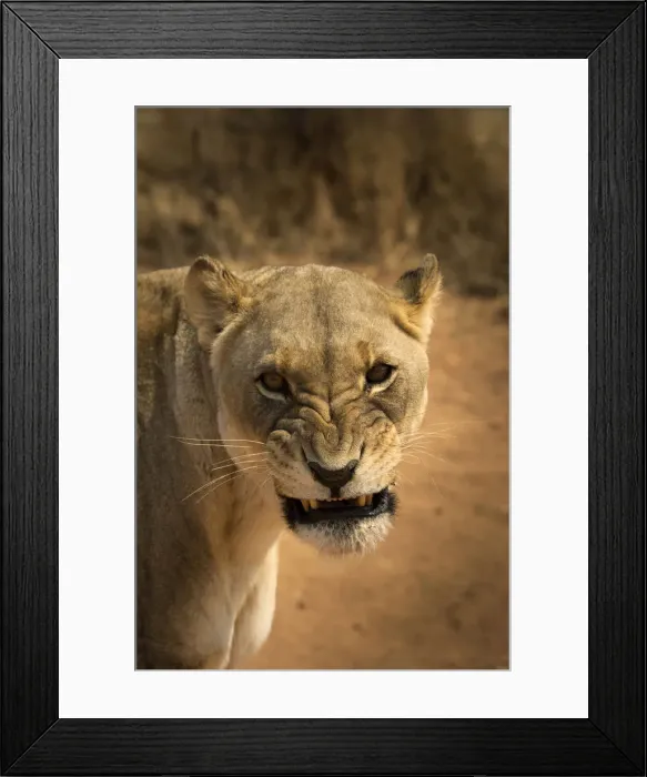 Framed Print : Angry lioness portrait, Namibia, Africa Framed Print : Angry lioness portrait, Namibia, Africa