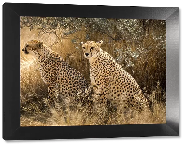 wild couple of cheetah in Namibia, Africa