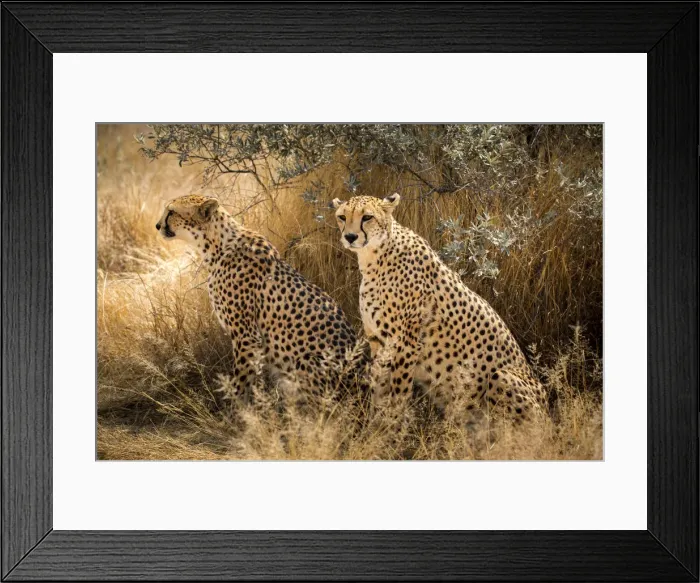 Framed Print : wild couple of cheetah in Namibia, Africa Framed Print : wild couple of cheetah in Namibia, Africa