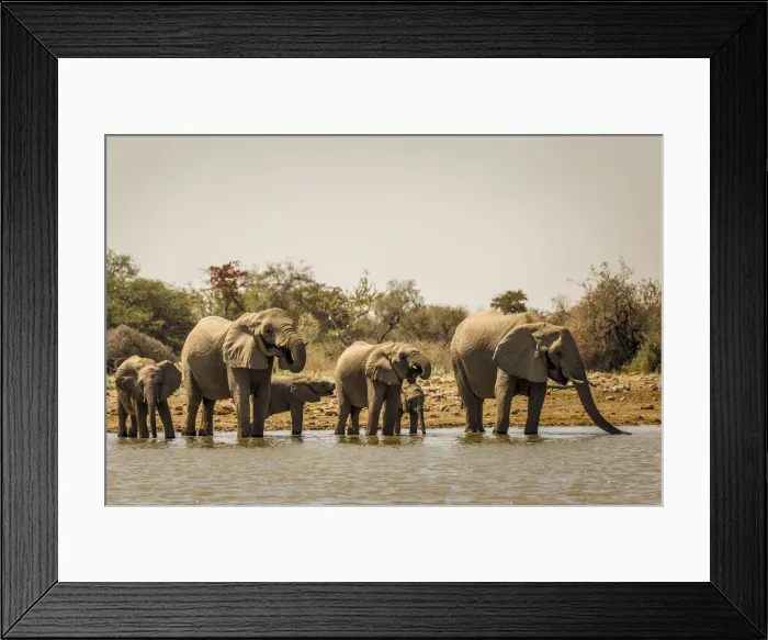 Framed Print : Herd of elephants at the waterhole, Namibia, Africa