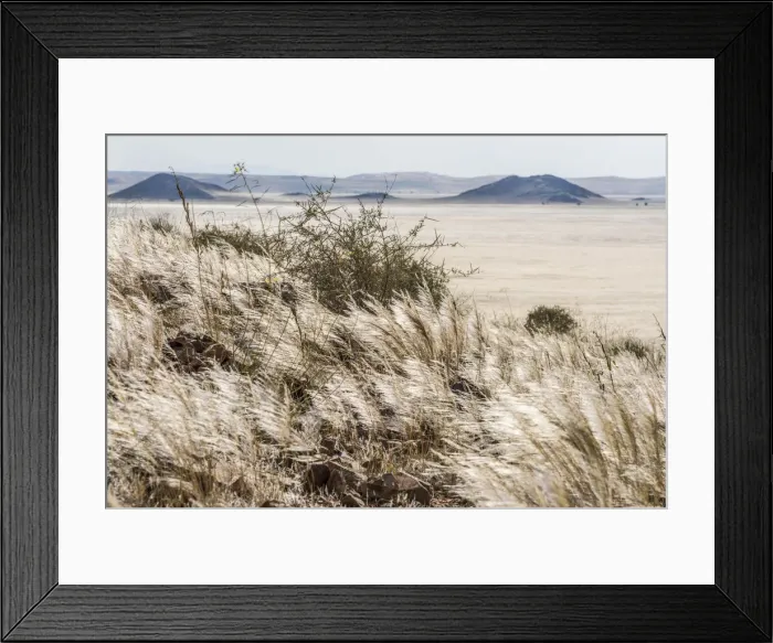 Framed Print : Africa, Namibia, Namib Rand area. Farm Kanaan. Silvery shiny grass Framed Print : Africa, Namibia, Namib Rand area. Farm Kanaan. Silvery shiny grass