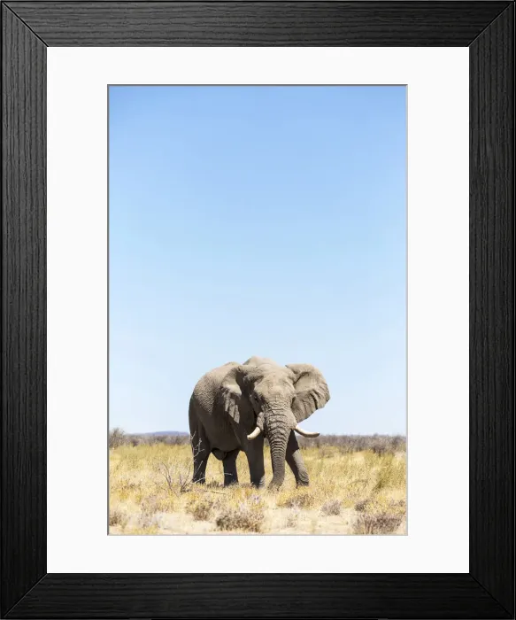 Framed Print : Lonely elephant in Etosha, Namibia, Africa Framed Print : Lonely elephant in Etosha, Namibia, Africa