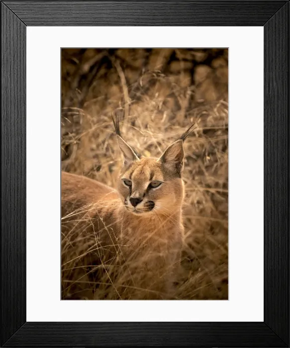 Framed Print : Wild caracal, Namibia Framed Print : Wild caracal, Namibia