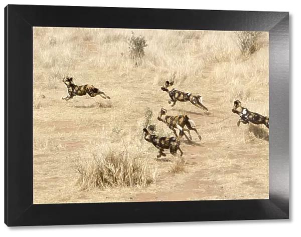 African Wild Dogs running in the savannah, Namibia, Africa