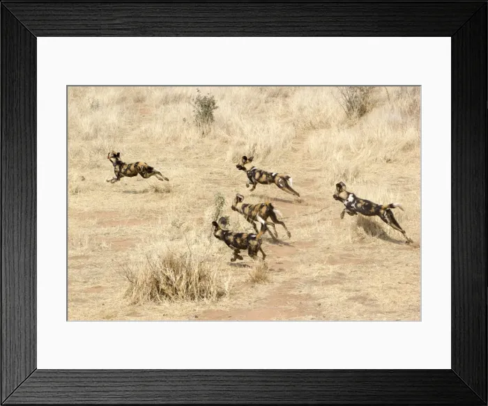 Framed Print : African Wild Dogs running in the savannah, Namibia, Africa