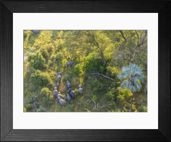 Framed Print : Aerial view of elephants, Okavango Delta, Botswana, Africa Framed Print : Aerial view of elephants, Okavango Delta, Botswana, Africa