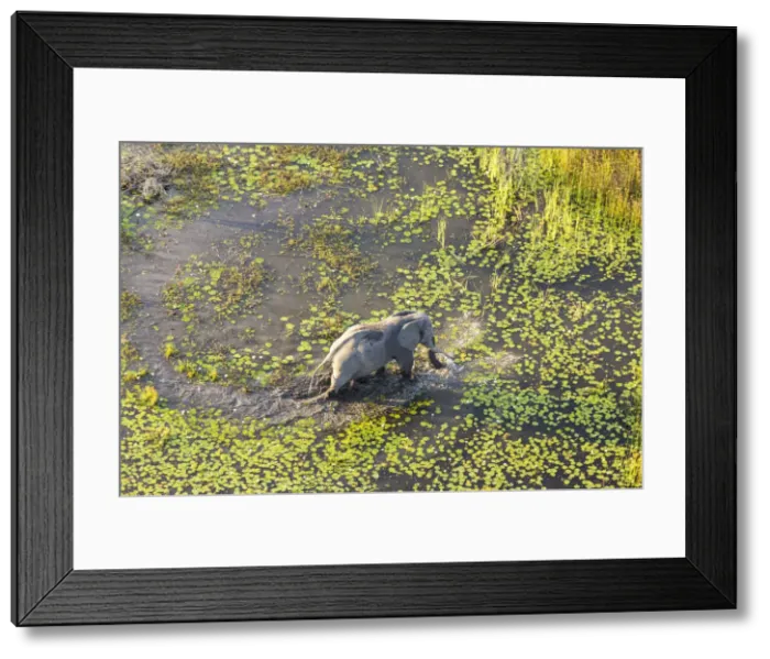Framed Print : Aerial view of elephants, Okavango Delta, Botswana, Africa