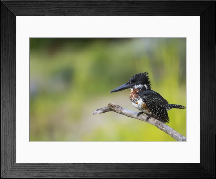 Framed Print : Giant Kingfisher (Megaceryle maximus), Chobe National Park, Botswana, Africa Framed Print : Giant Kingfisher (Megaceryle maximus), Chobe National Park, Botswana, Africa