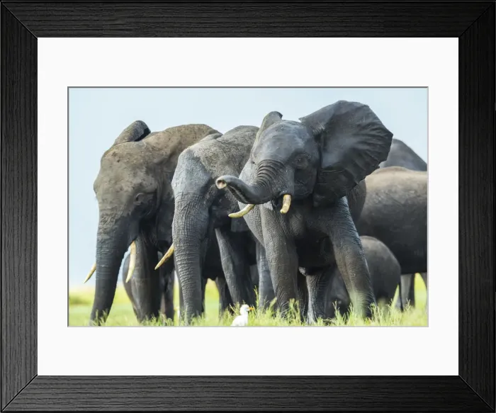 Framed Print : Elephants, Chobe Nat Pk, Botswana, Africa Framed Print : Elephants, Chobe Nat Pk, Botswana, Africa