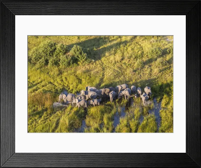 Framed Print : Aerial view herd of elephants, Okavango Delta, Botswana, Africa Framed Print : Aerial view herd of elephants, Okavango Delta, Botswana, Africa
