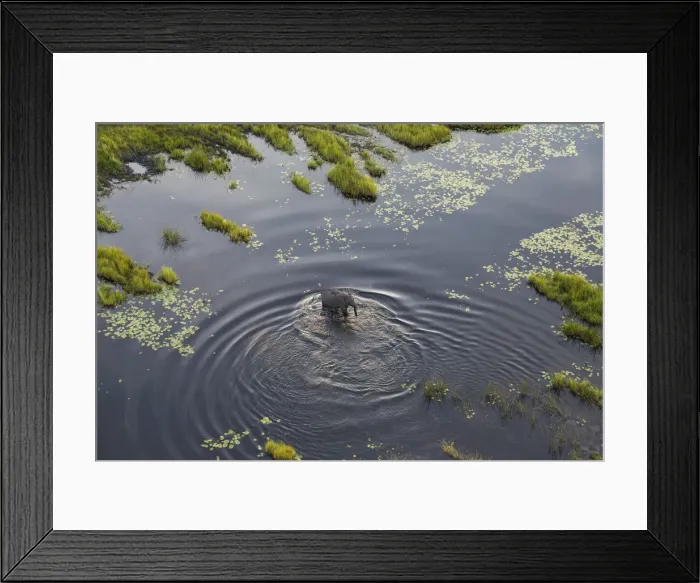 Framed Print : Aerial view of elephant, Okavango Delta, Botswana, Africa Framed Print : Aerial view of elephant, Okavango Delta, Botswana, Africa