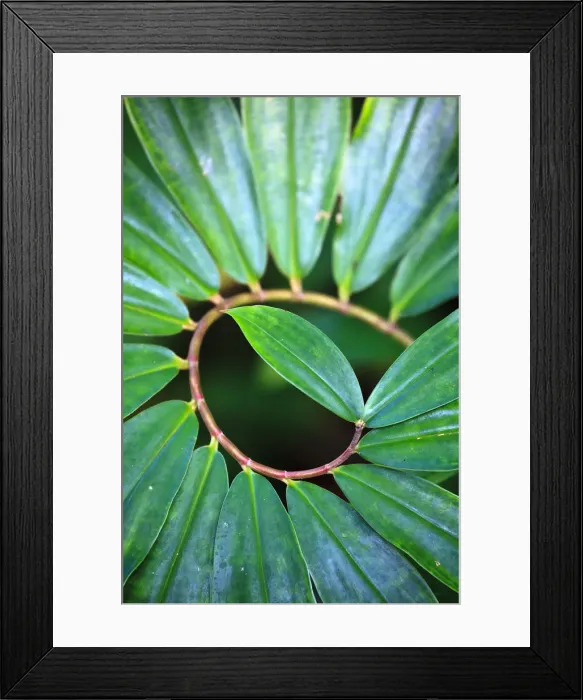 Framed Print : Caribbean, Barbados, Bathsheba, Andromeda Botanical Gardens Framed Print : Caribbean, Barbados, Bathsheba, Andromeda Botanical Gardens