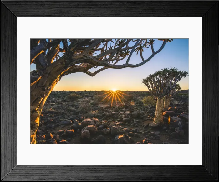 Framed Print : Quiver tree forest (Aloe dichotoma), Keetmanshoop, Namibia, Africa Framed Print : Quiver tree forest (Aloe dichotoma), Keetmanshoop, Namibia, Africa