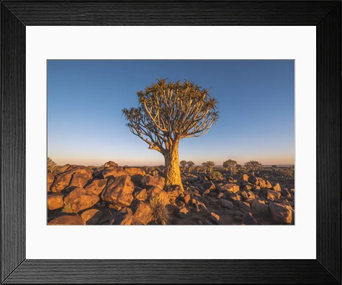Framed Print : Quiver tree forest (Aloe dichotoma), Keetmanshoop, Namibia, Africa Framed Print : Quiver tree forest (Aloe dichotoma), Keetmanshoop, Namibia, Africa