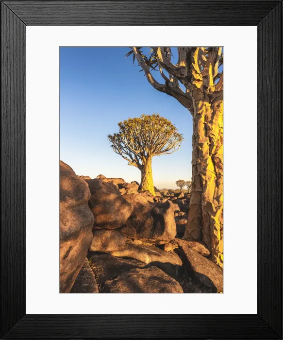 Framed Print : Quiver tree forest (Aloe dichotoma), Keetmanshoop, Namibia, Africa Framed Print : Quiver tree forest (Aloe dichotoma), Keetmanshoop, Namibia, Africa