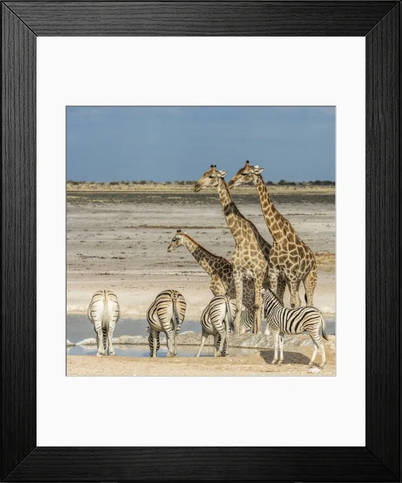 Framed Print : Africa, Namibia, Etosha National park. Zebra herd and giraffes at a waterhole Framed Print : Africa, Namibia, Etosha National park. Zebra herd and giraffes at a waterhole