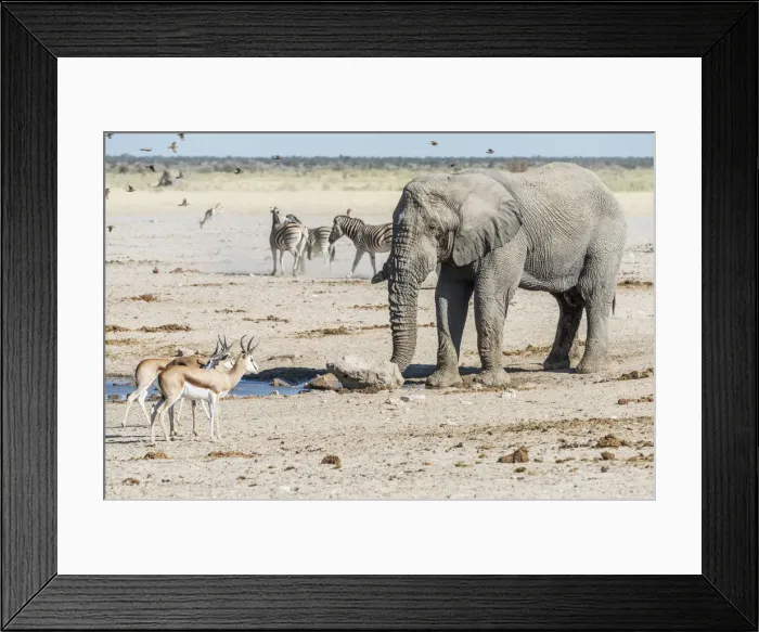 Framed Print : Africa, Namibia, Etosha National park. Animals at the waterhole Framed Print : Africa, Namibia, Etosha National park. Animals at the waterhole