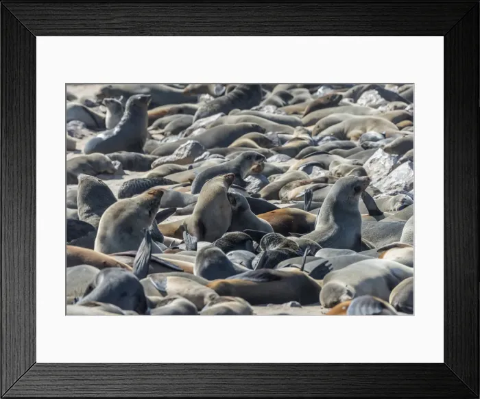 Framed Print : Africa, Namibia, Cape Cross. Seals reserve Framed Print : Africa, Namibia, Cape Cross. Seals reserve