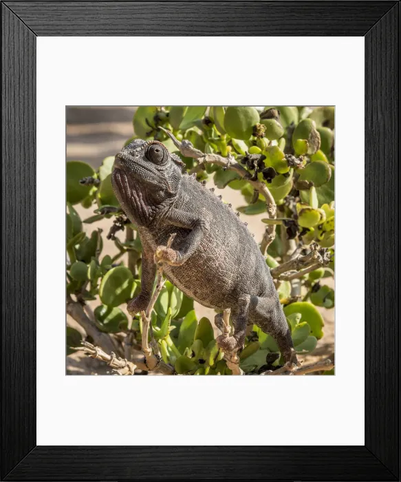 Framed Print : Africa, Namibia, Swakopmund. Namaqua chameleon in a dollar bush Framed Print : Africa, Namibia, Swakopmund. Namaqua chameleon in a dollar bush
