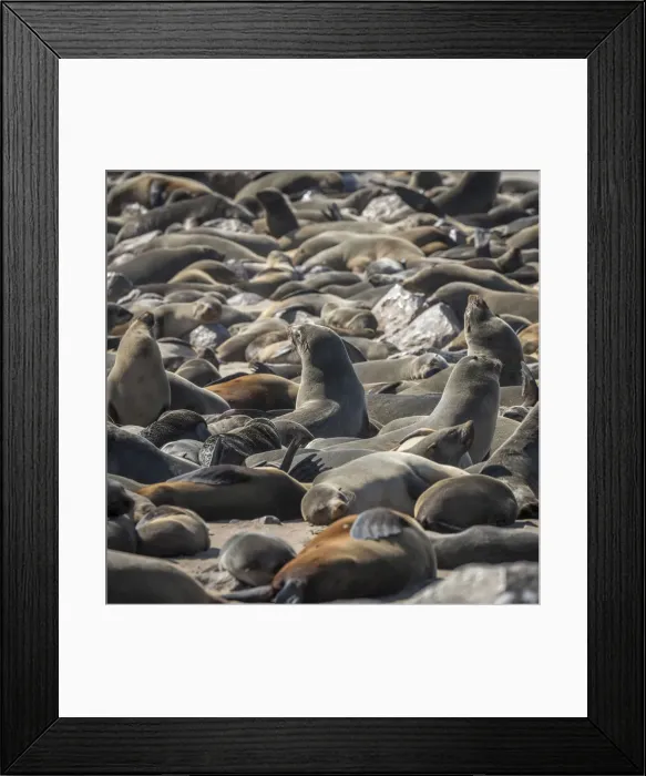 Framed Print : Africa, Namibia, Cape Cross. Seals reserve Framed Print : Africa, Namibia, Cape Cross. Seals reserve