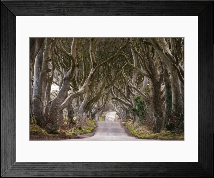 Framed Print : The Dark Hedges, Breagah Road, County Antrim, Northern Ireland Framed Print : The Dark Hedges, Breagah Road, County Antrim, Northern Ireland