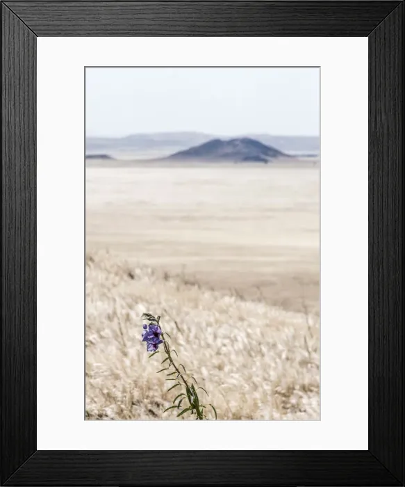 Framed Print : Africa, Namibia, Namib Rand area. Farm Kanaan. Flower in the desert after the rain Framed Print : Africa, Namibia, Namib Rand area. Farm Kanaan. Flower in the desert after the rain