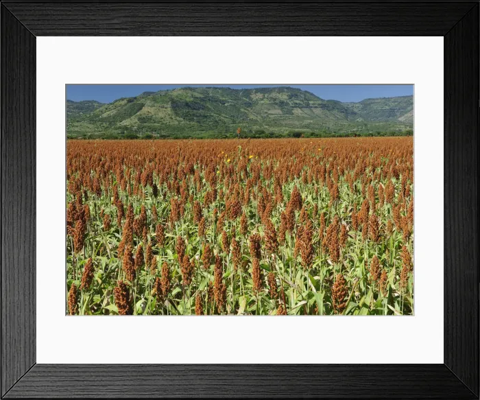 Framed Print : Millet field, Nicaragua, Central America Framed Print : Millet field, Nicaragua, Central America