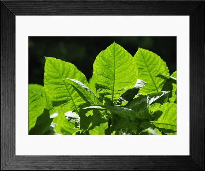Framed Print : Tobacco plants on Ometepe Island, Nicaragua Framed Print : Tobacco plants on Ometepe Island, Nicaragua