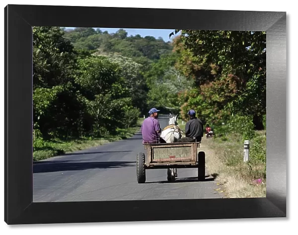 Local men in a horse and cart, Nicaragua, Central America