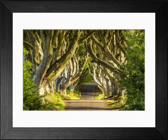 Framed Print : Dark Hedges, Northern Ireland Framed Print : Dark Hedges, Northern Ireland
