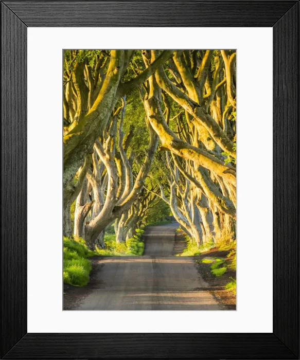 Framed Print : Dark Hedges, Co. Antrim, Northern Ireland Framed Print : Dark Hedges, Co. Antrim, Northern Ireland