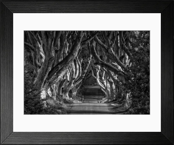 Framed Print : Dark Hedges, Northern Ireland Framed Print : Dark Hedges, Northern Ireland