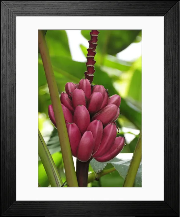 Framed Print : Individual Flower at Sitio Barrilles, Archeological Site, Panama, Central America Framed Print : Individual Flower at Sitio Barrilles, Archeological Site, Panama, Central America