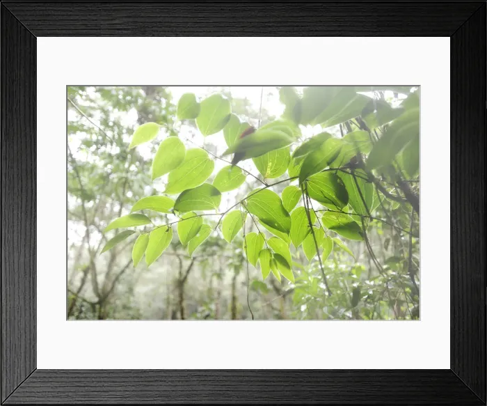 Framed Print : Overhanging branch in Parque Nacional de Amistad in Panama, Central America Framed Print : Overhanging branch in Parque Nacional de Amistad in Panama, Central America