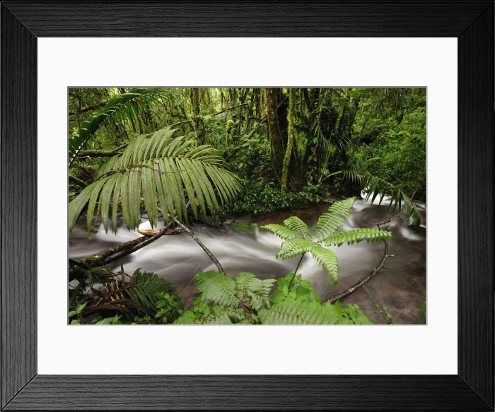 Framed Print : A beautiful stream in Panamas Parque De Nacional De Amistad and surrounding lush Framed Print : A beautiful stream in Panamas Parque De Nacional De Amistad and surrounding lush