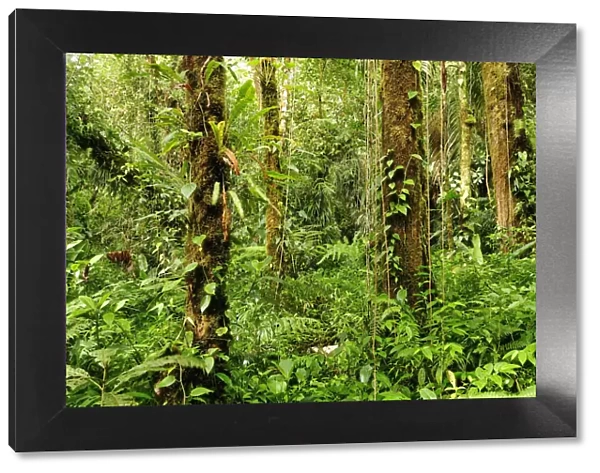 Forest at Parque Nacional de Amistad near Boquete, Panama, Central America