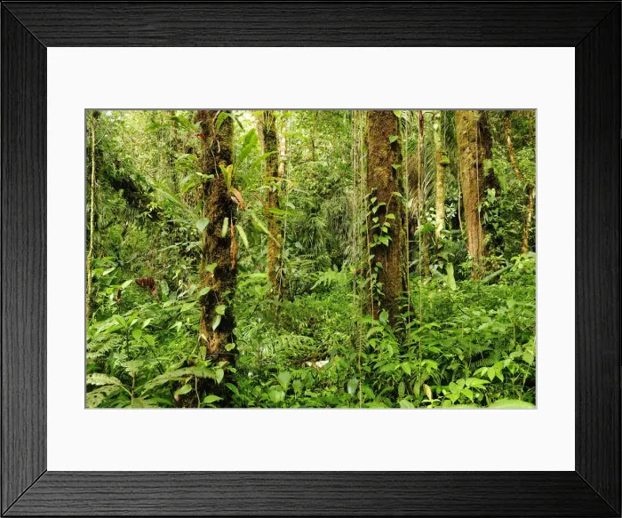 Framed Print : Forest at Parque Nacional de Amistad near Boquete, Panama, Central America