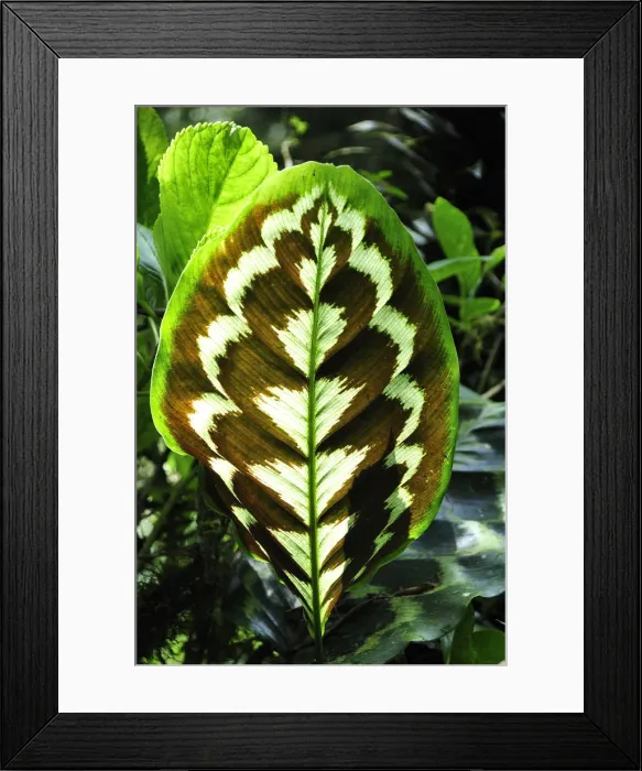 Framed Print : Flower leaf at Sitio Barrilles archeological site, Panama, Central America Framed Print : Flower leaf at Sitio Barrilles archeological site, Panama, Central America