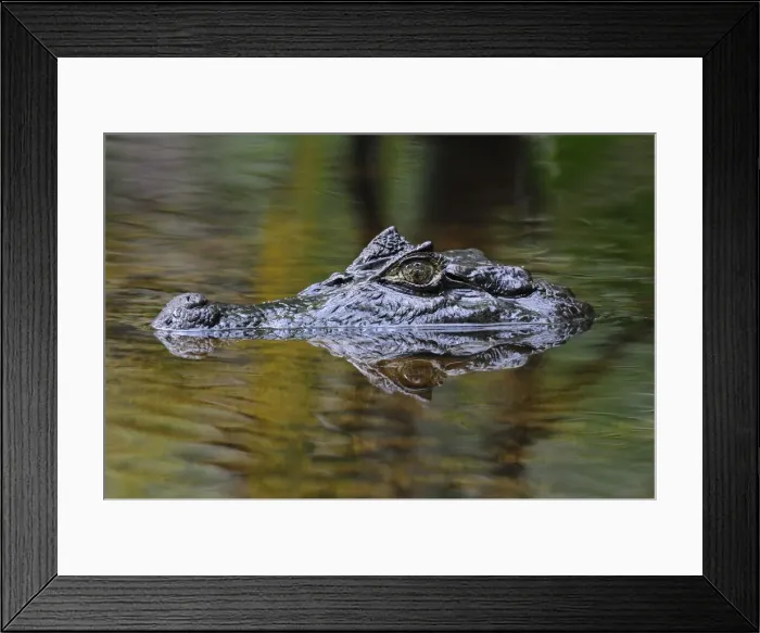 Framed Print : Cayman at El Limbo Hotel, Bastimentos Island, Panama, Central America