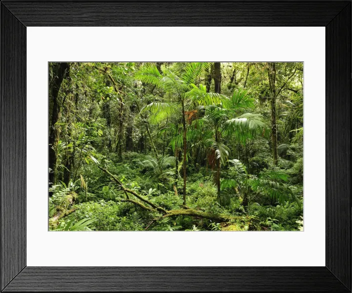 Framed Print : Forest at Parque Nacional de Amistad near Boquete, Panama, Central America Framed Print : Forest at Parque Nacional de Amistad near Boquete, Panama, Central America