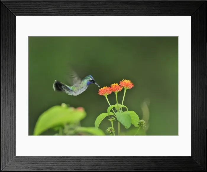 Framed Print : Hummingbird and flower at Chiriqui Grande, Panama, Central America Framed Print : Hummingbird and flower at Chiriqui Grande, Panama, Central America