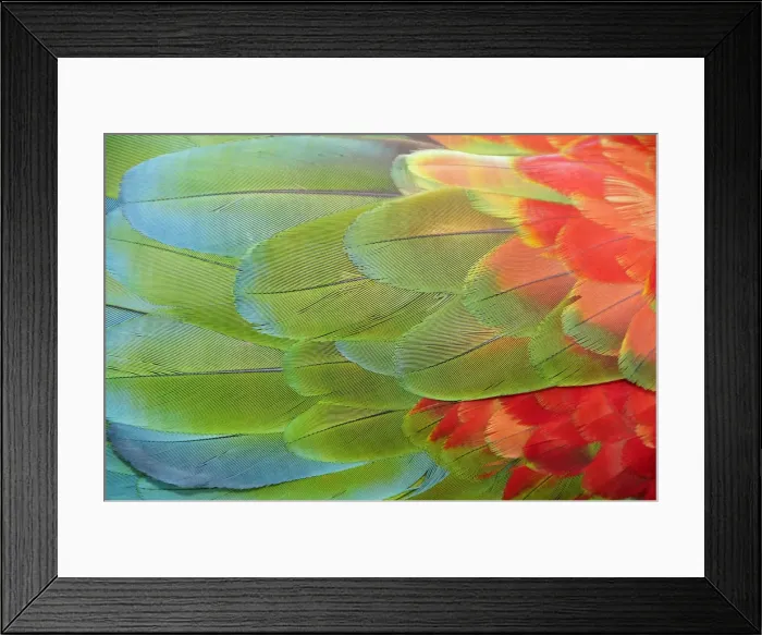 Framed Print : Parrot feathers at Bocas del Toro near Isla Colon, Panama, Central America