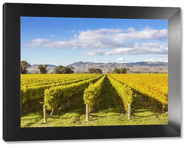 Vineyards, Blenheim, Marlborough, South Island, New Zealand