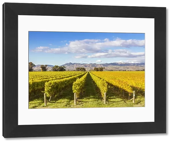 Vineyards, Blenheim, Marlborough, South Island, New Zealand