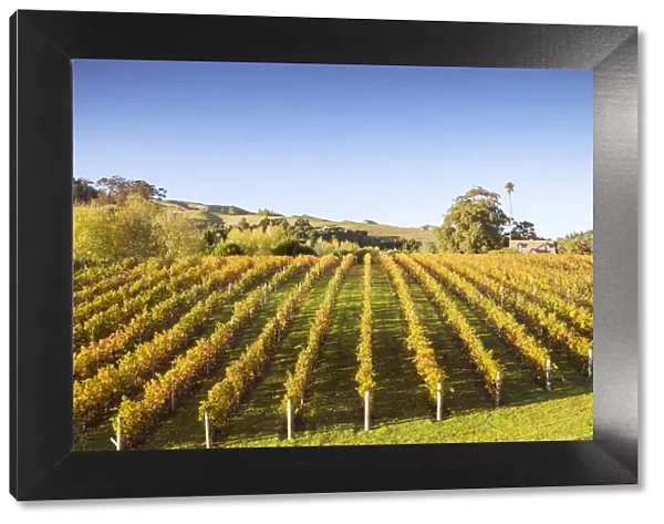 Vineyards, Black Barn Winery, Havelock North, Hawkes bay, North Island, New Zealand