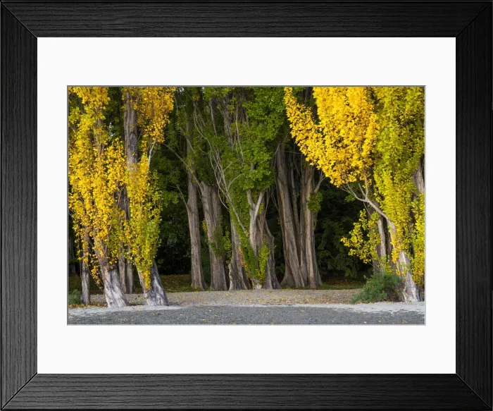 Framed Print : Poplar Trees in Autumn, Lake Wanaka, New Zealand Framed Print : Poplar Trees in Autumn, Lake Wanaka, New Zealand